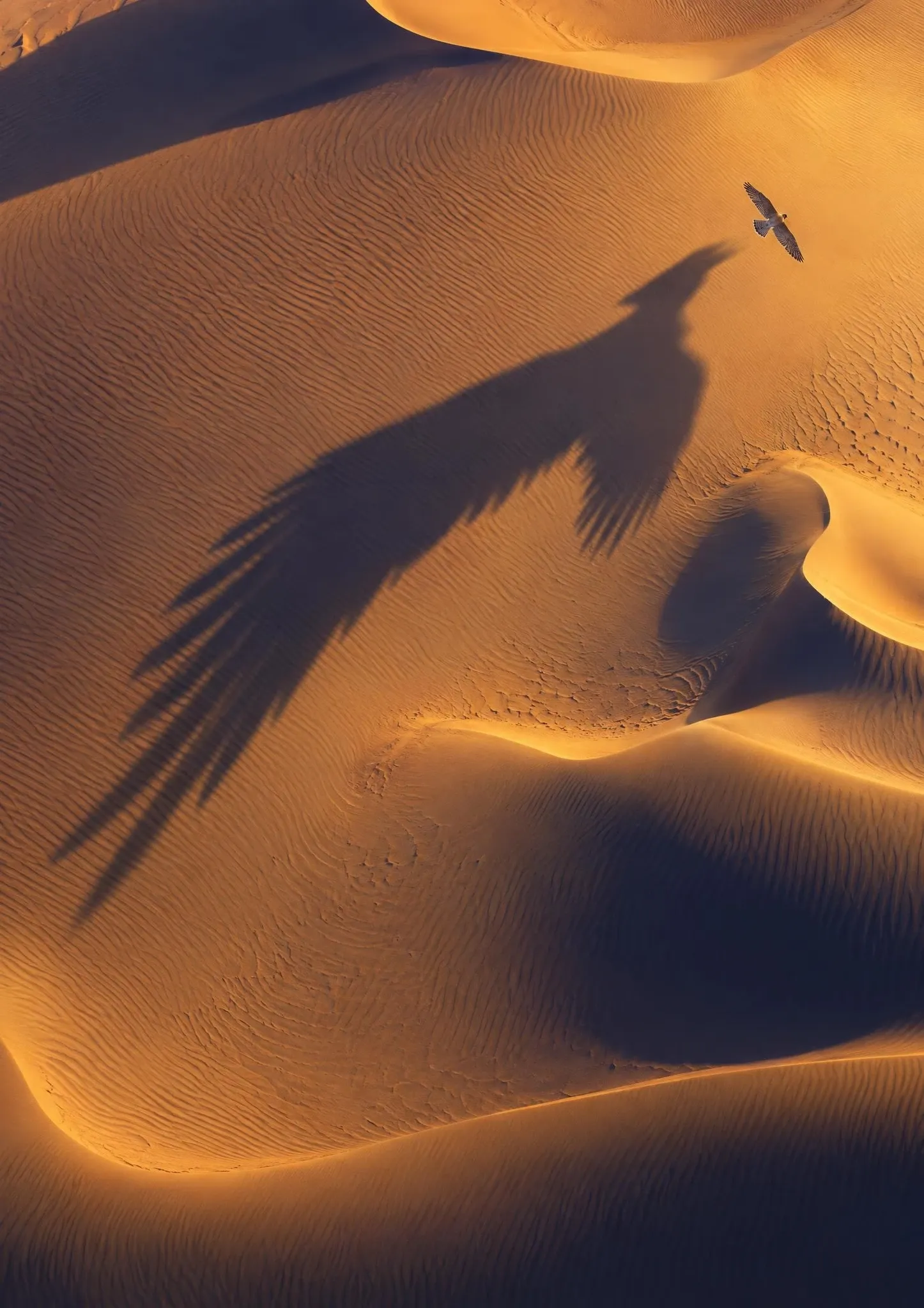 Falconry